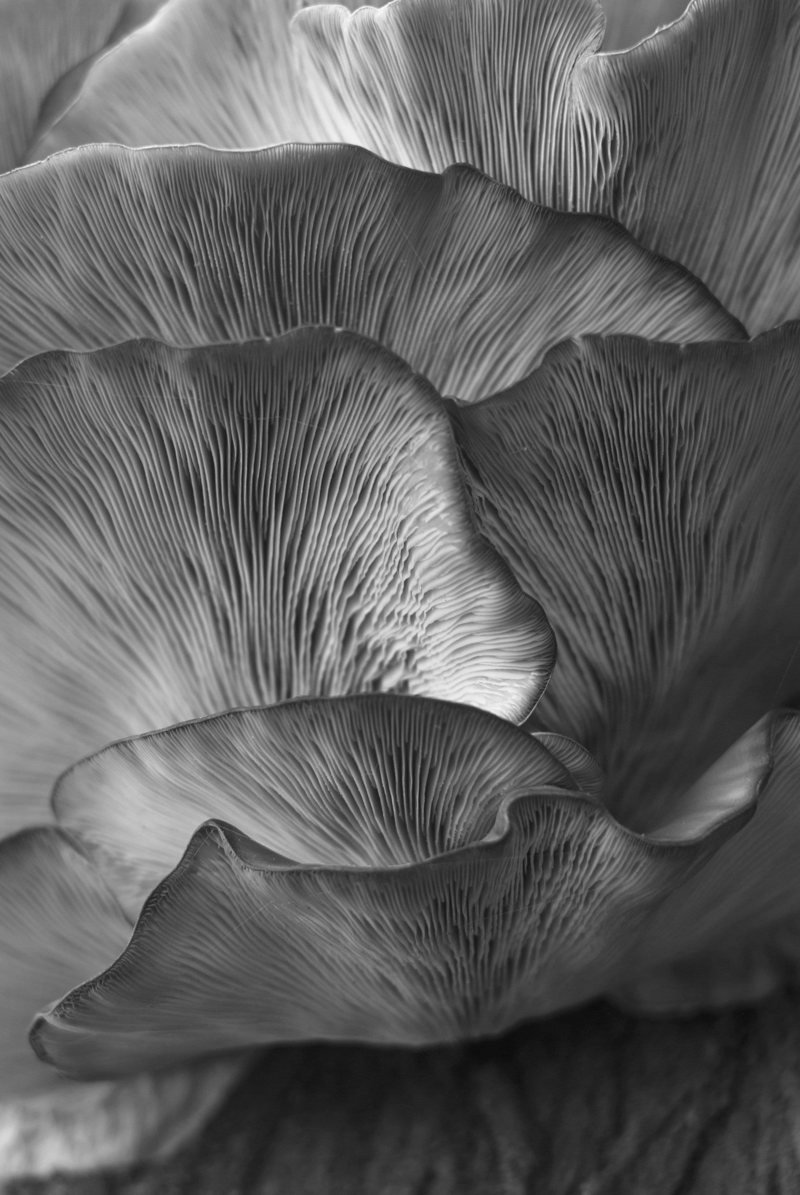 Close-up photo of mushrooms