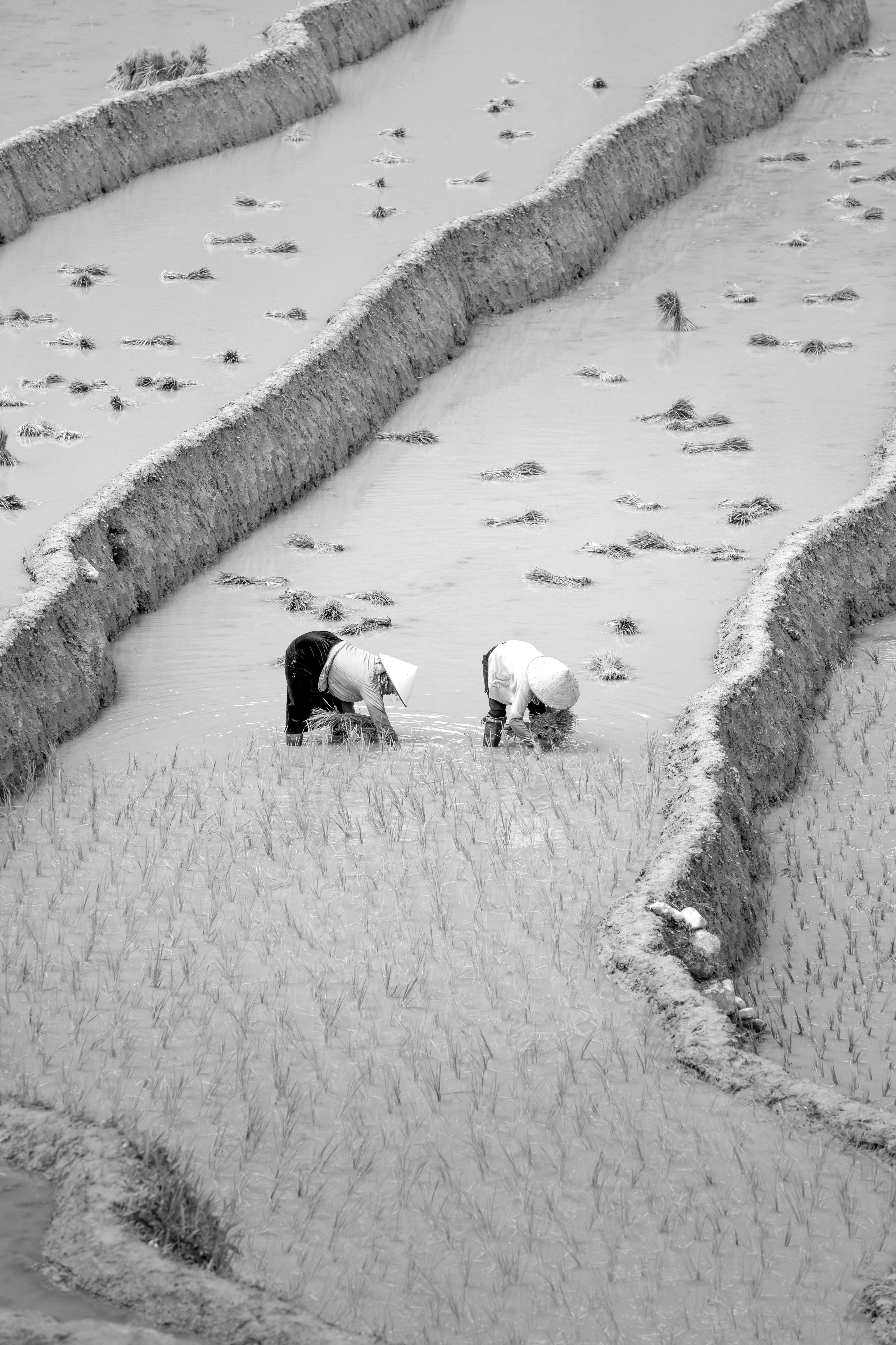 Two Vietnamese people harvesting rice