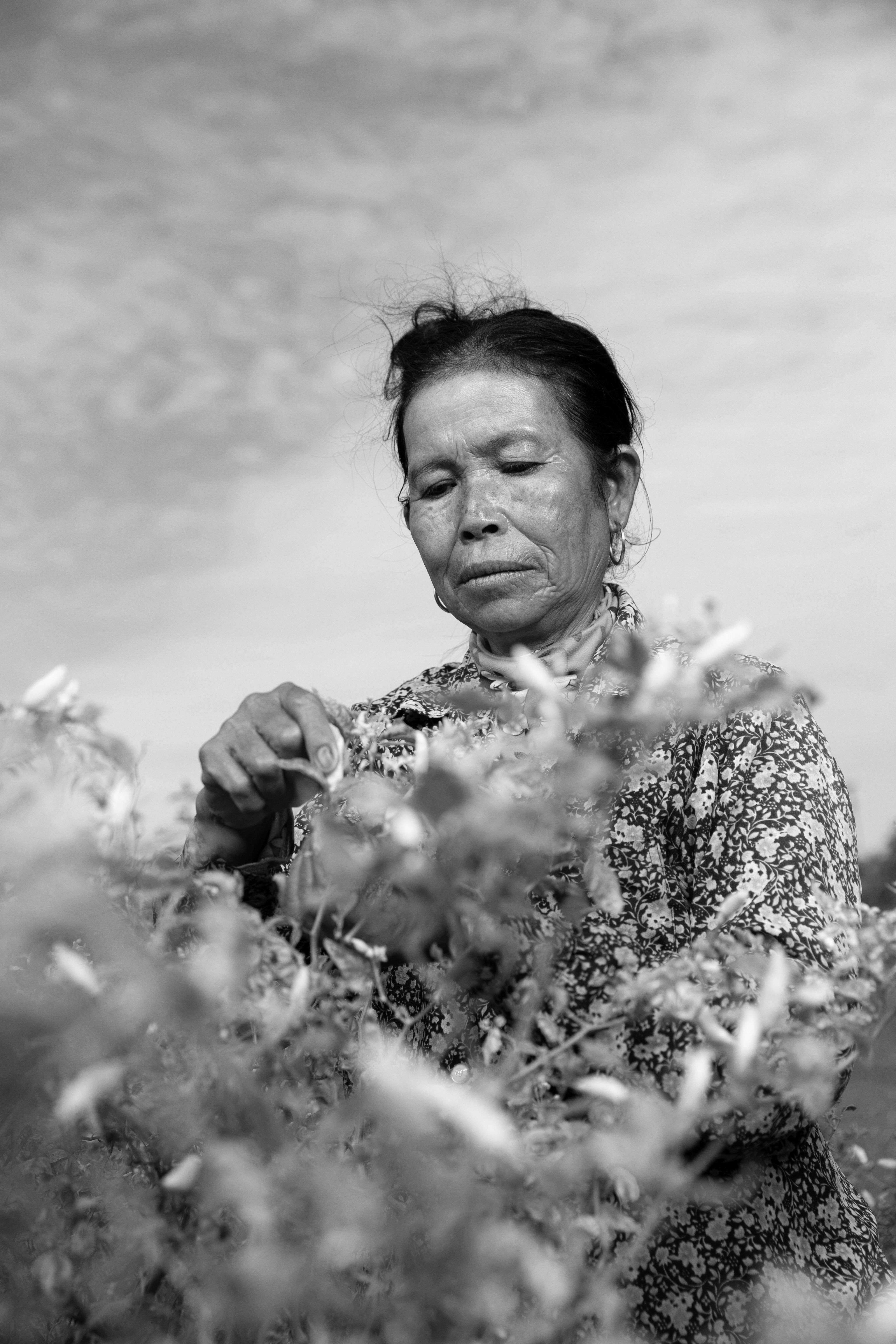 A Cambodian woman harvesting a plant