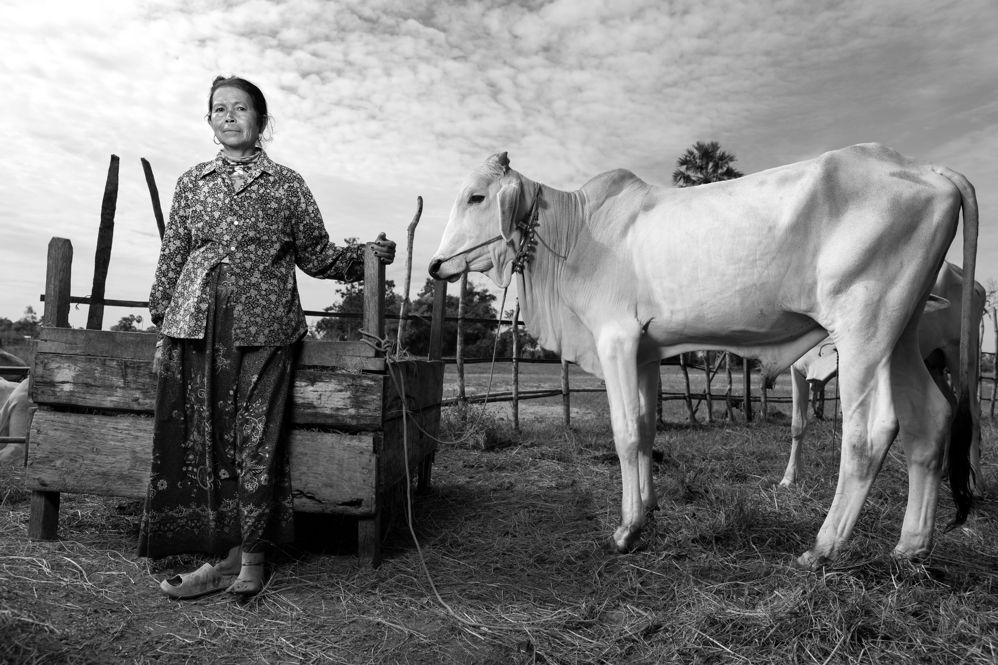 A cambodian woman stands in a field with her cow
