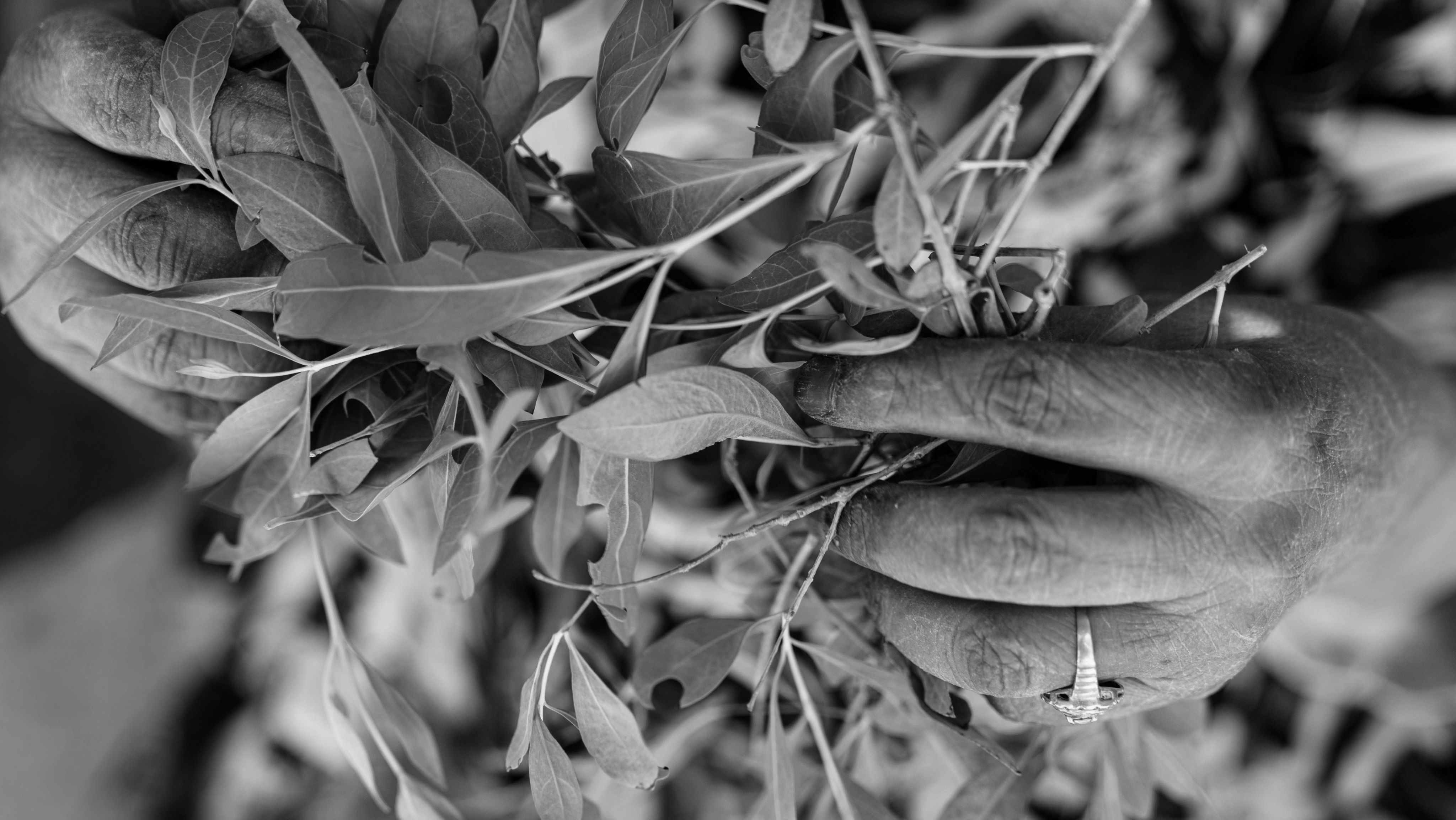 Hands with rings holding leaves