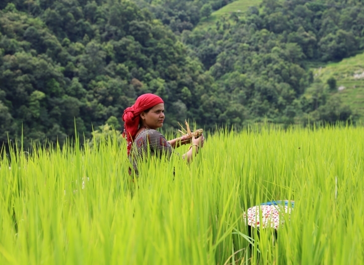 A woman works in a field. She has brown skin and a red scarf on her head.